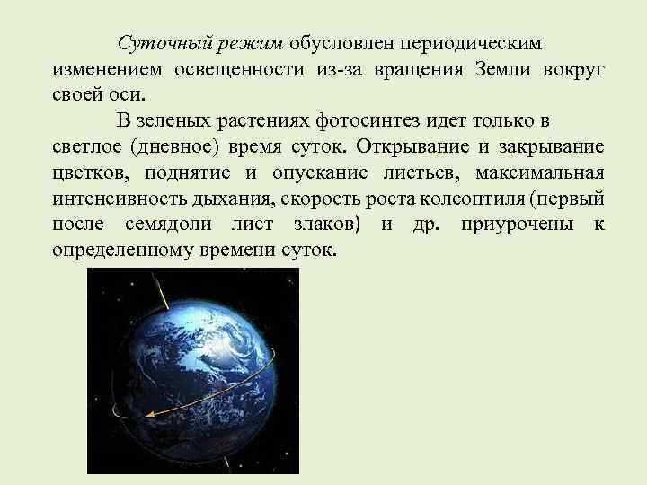 Суточный режим обусловлен периодическим изменением освещенности из-за вращения Земли вокруг своей оси. В зеленых
