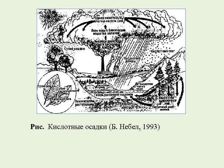 Рис. Кислотные осадки (Б. Небел, 1993) 
