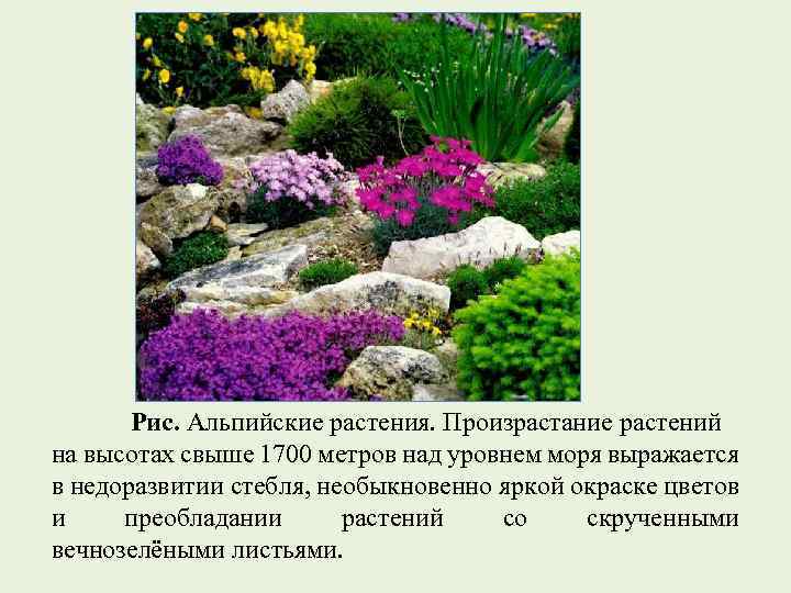 Рис. Альпийские растения. Произрастание растений на высотах свыше 1700 метров над уровнем моря выражается