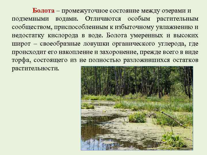 Болота – промежуточное состояние между озерами и подземными водами. Отличаются особым растительным сообществом, приспособленным
