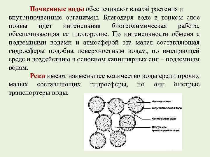 Почвенные воды обеспечивают влагой растения и внутрипочвенные организмы. Благодаря воде в тонком слое почвы