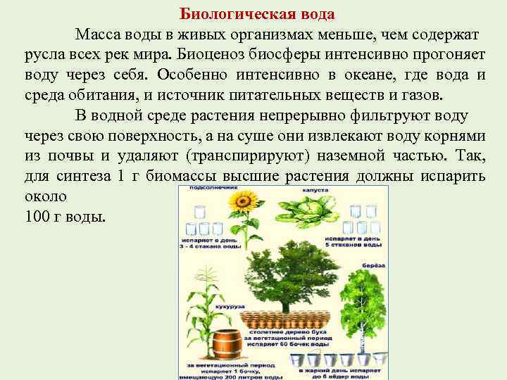 Биологическая вода Масса воды в живых организмах меньше, чем содержат русла всех рек мира.