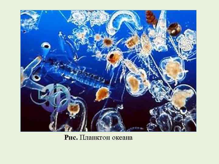 Рис. Планктон океана 