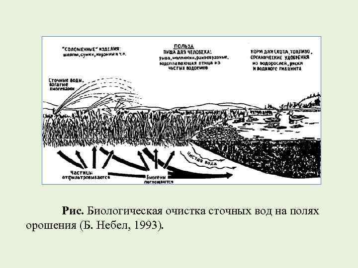 Рис. Биологическая очистка сточных вод на полях орошения (Б. Небел, 1993). 