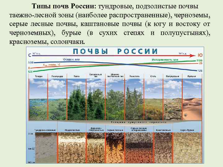 Какой тип почвы изображен на фотографии