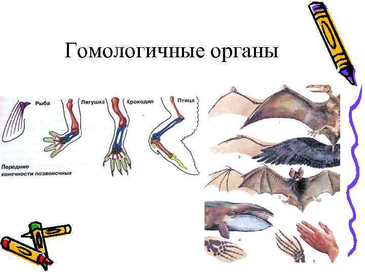 Расположите картинки по сходству гомологичные органы аналогичные органы