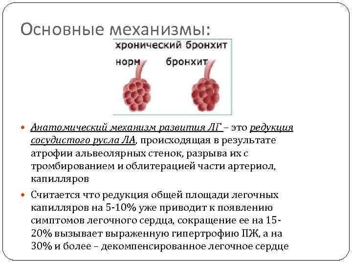 Основные механизмы: Анатомический механизм развития ЛГ – это редукция сосудистого русла ЛА, происходящая в