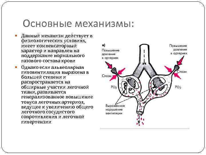 Данный механизм. Спазм легочных артериол. Механизмы артериальной гиповентиляции. Артериальная гиповентиляция механизм. Альвеолярно сосудистый рефлекс.