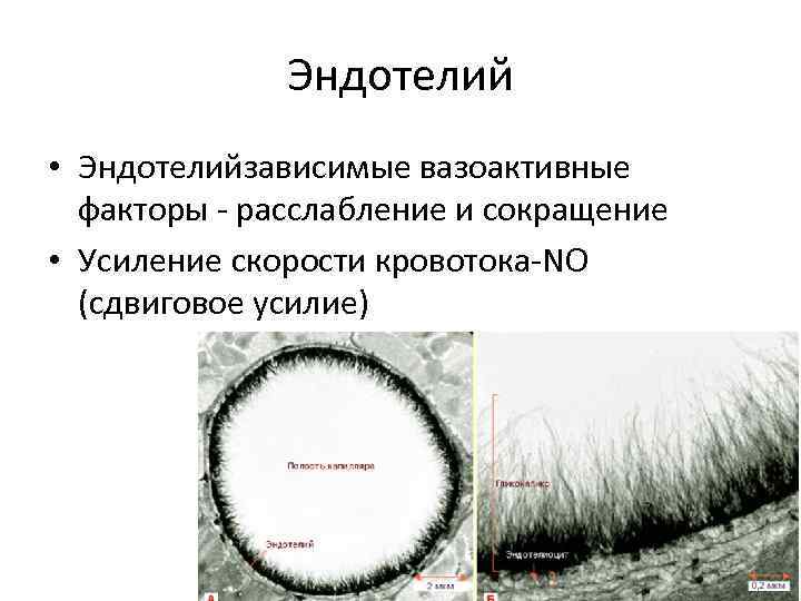 Эндотелий • Эндотелийзависимые вазоактивные факторы - расслабление и сокращение • Усиление скорости кровотока-NO (сдвиговое