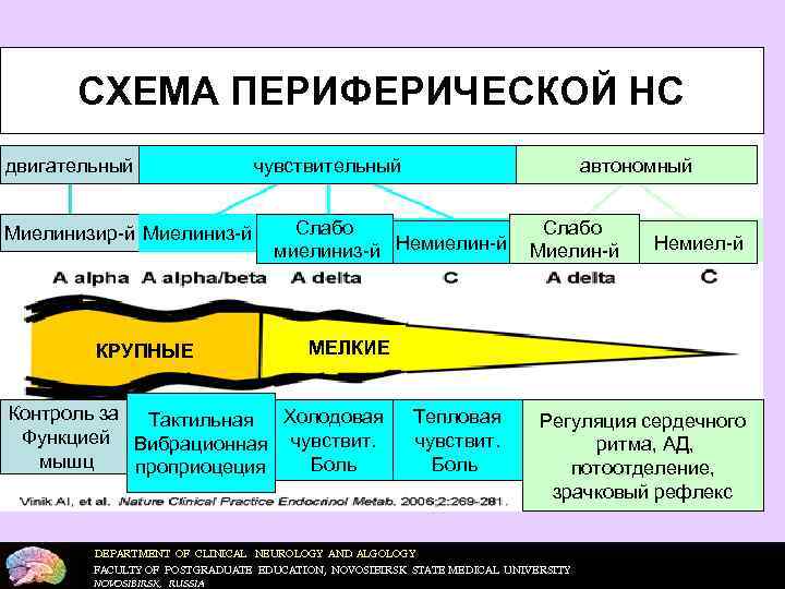 СХЕМА ПЕРИФЕРИЧЕСКОЙ НС двигательный Миелинизир-й Миелиниз-й КРУПНЫЕ чувствительный автономный Слабо миелиниз-й Немиелин-й Слабо Миелин-й
