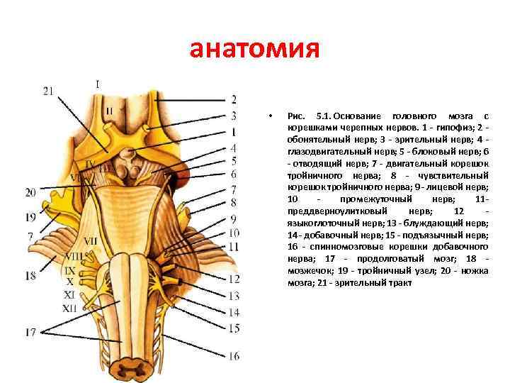 анатомия • Рис. 5. 1. Основание головного мозга с корешками черепных нервов. 1 -