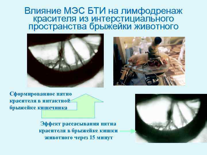 Влияние МЭС БТИ на лимфодренаж красителя из интерстициального пространства брыжейки животного Сформированное пятно красителя