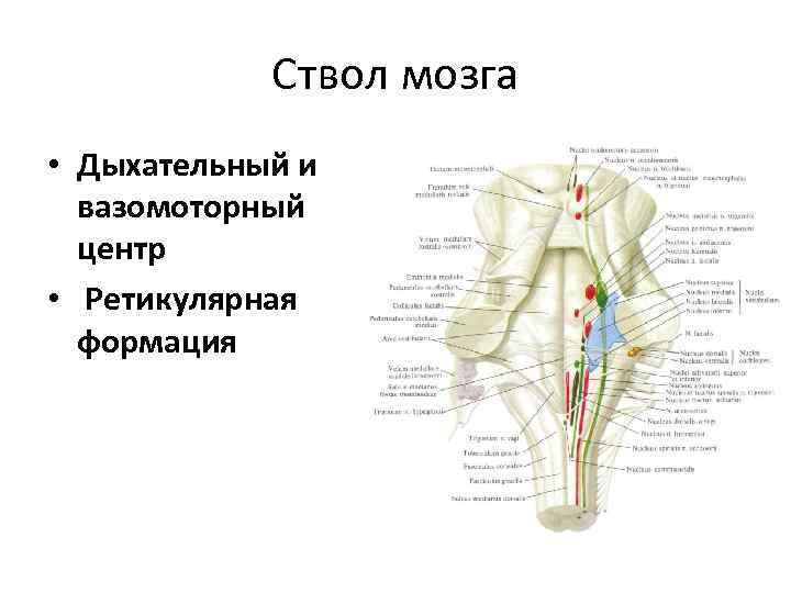 Ствол мозга • Дыхательный и вазомоторный центр • Ретикулярная формация 