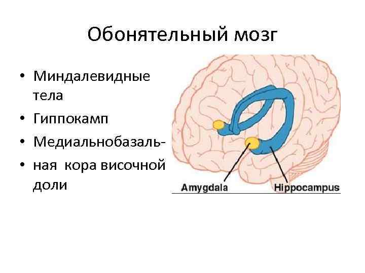 Обонятельный мозг • Миндалевидные тела • Гиппокамп • Медиальнобазаль • ная кора височной доли