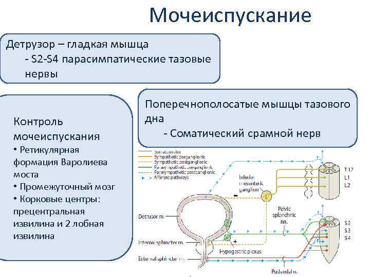 Мочеиспускание Детрузор – гладкая мышца - S 2 -S 4 парасимпатические тазовые нервы Контроль