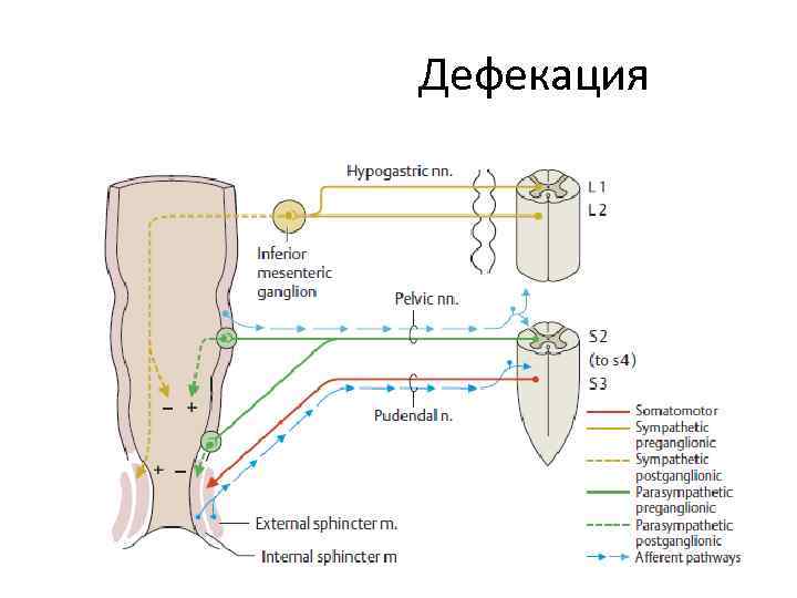 Рефлекс дефекации схема