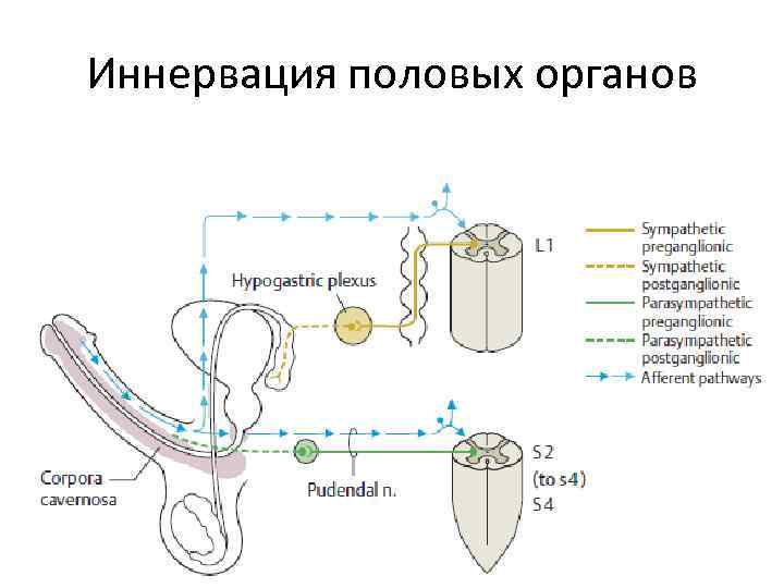 Иннервация половых органов 