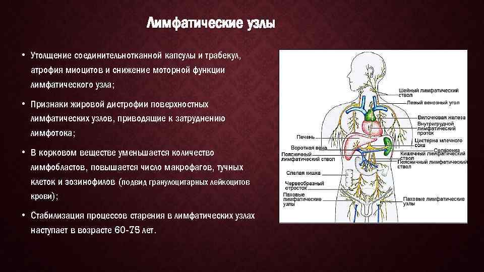 Лимфатические узлы презентация