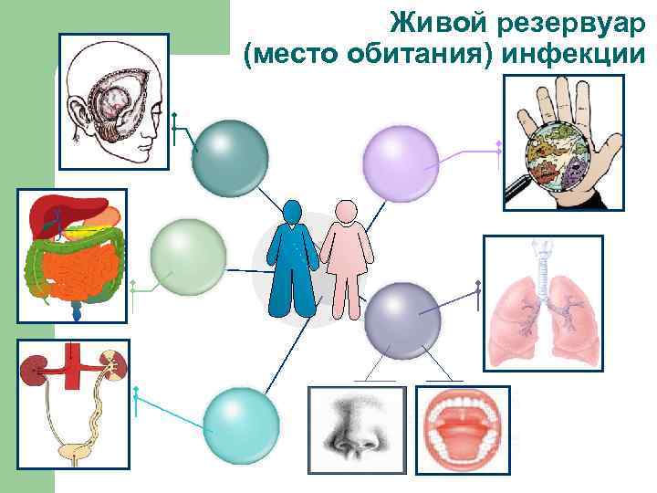 Живой резервуар (место обитания) инфекции 1. Description of the business 2. Description of the