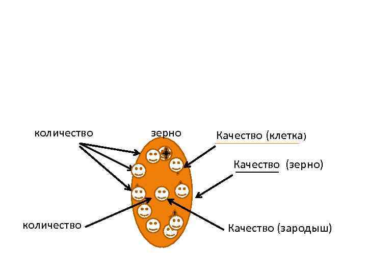 количество зерно Качество (клетка) Качество (зерно) количество Качество (зародыш) 