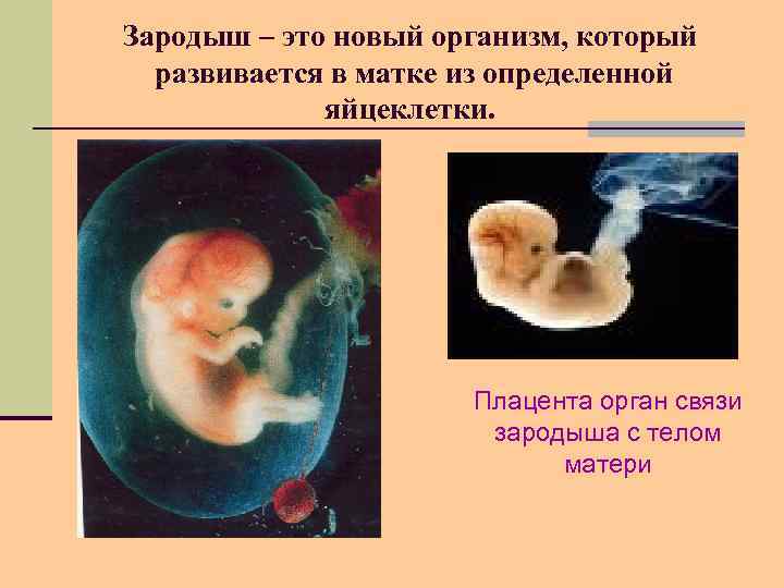 Зародыш – это новый организм, который развивается в матке из определенной яйцеклетки. Плацента орган