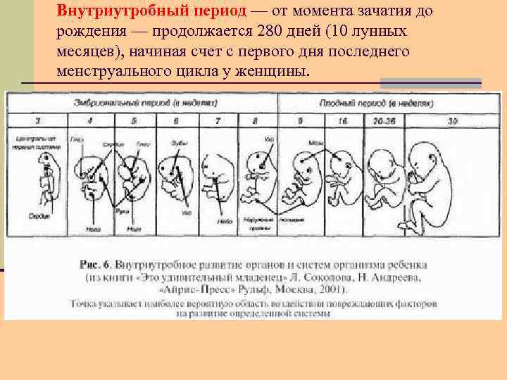 Внутриутробный период — от момента зачатия до рождения — продолжается 280 дней (10 лунных