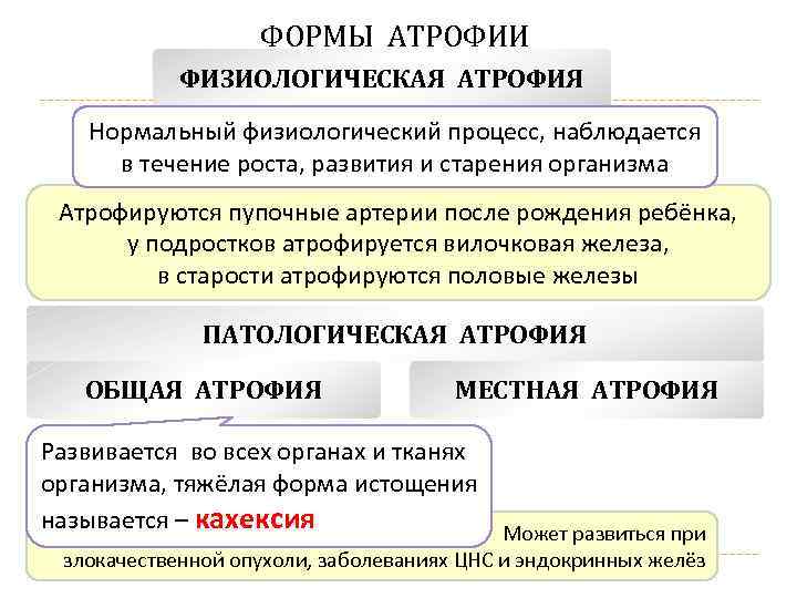 ФОРМЫ АТРОФИИ ФИЗИОЛОГИЧЕСКАЯ АТРОФИЯ Нормальный физиологический процесс, наблюдается в течение роста, развития и старения