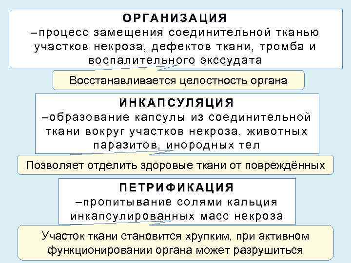 ОРГАНИЗАЦИЯ –процесс замещения соединительной тканью участков некроза, дефектов ткани, тромба и воспалительного экссудата Восстанавливается