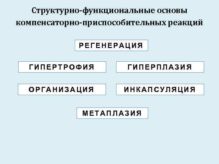 Структурно-функциональные основы компенсаторно-приспособительных реакций РЕГЕНЕРАЦИЯ ГИПЕРТРОФИЯ ГИПЕРПЛАЗИЯ ОРГАНИЗАЦИЯ ИНКАПСУЛЯЦИЯ МЕТАПЛАЗИЯ 