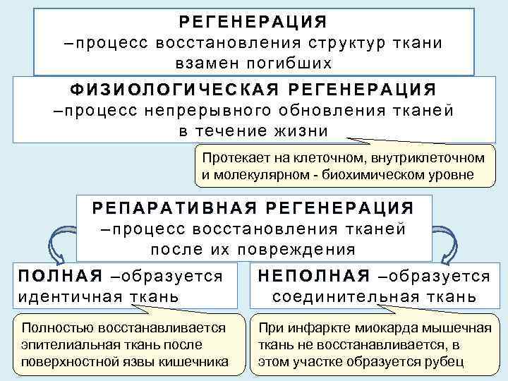 РЕГЕНЕРАЦИЯ –процесс восстановления структур ткани взамен погибших ФИЗИОЛОГИЧЕСКАЯ РЕГЕНЕРАЦИЯ –процесс непрерывного обновления тканей в