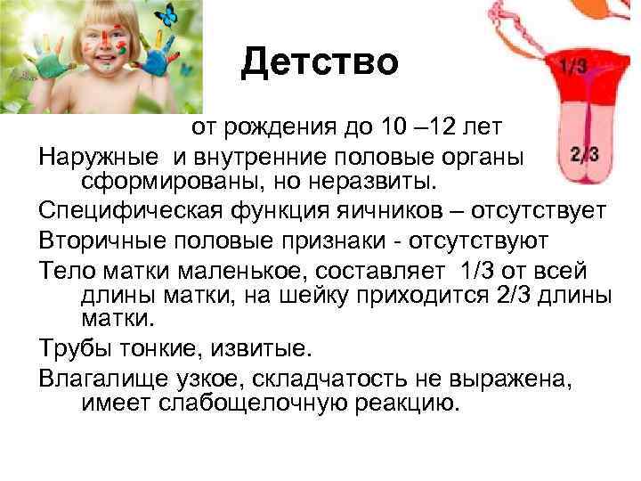 Детство от рождения до 10 – 12 лет Наружные и внутренние половые органы сформированы,