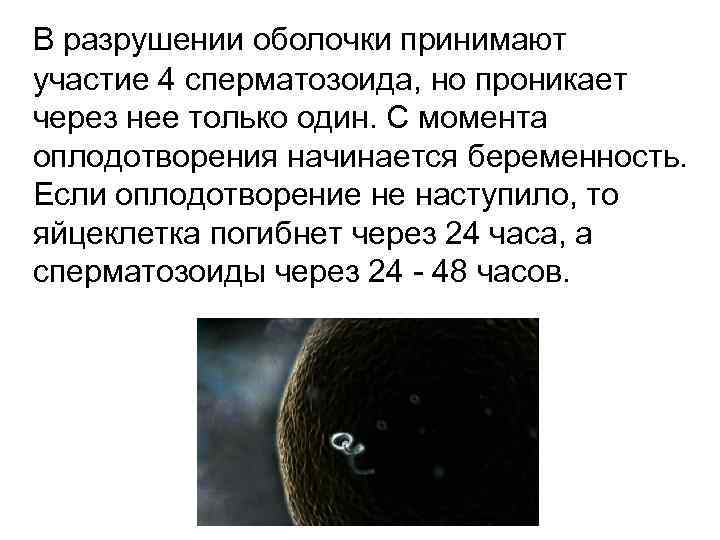 В разрушении оболочки принимают участие 4 сперматозоида, но проникает через нее только один. С
