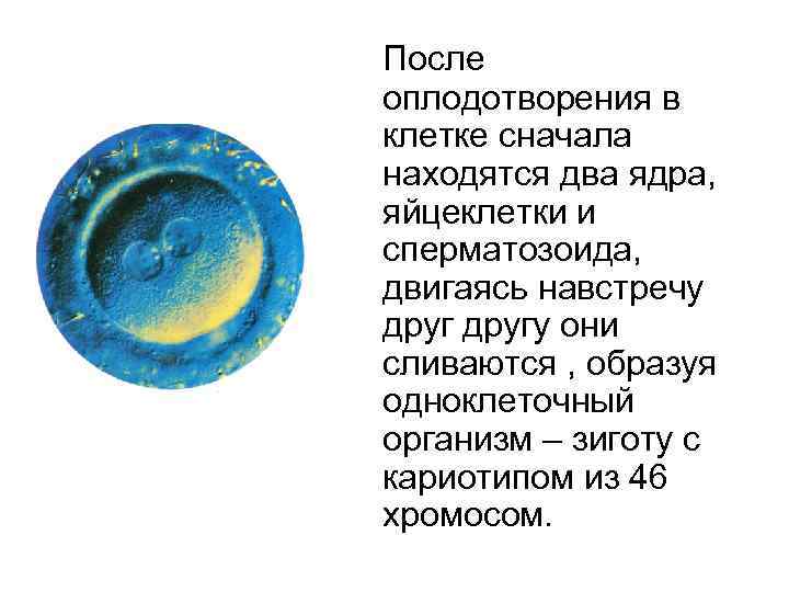 После оплодотворения в клетке сначала находятся два ядра, яйцеклетки и сперматозоида, двигаясь навстречу другу