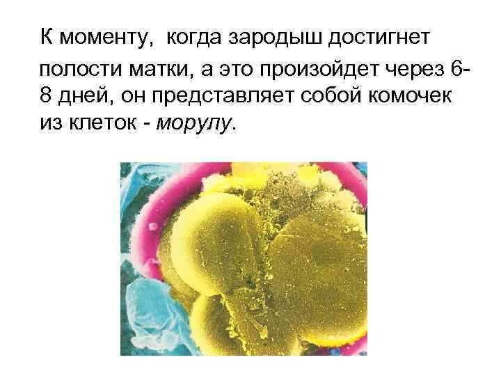 К моменту, когда зародыш достигнет полости матки, а это произойдет через 68 дней, он