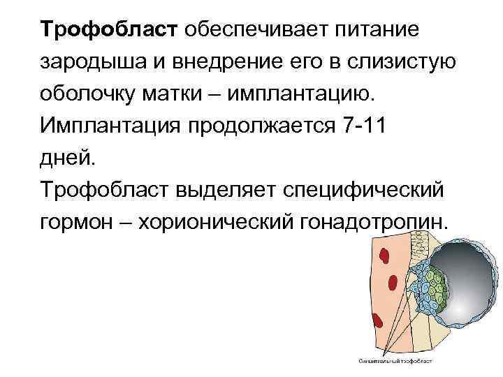 Трофобласт обеспечивает питание зародыша и внедрение его в слизистую оболочку матки – имплантацию. Имплантация