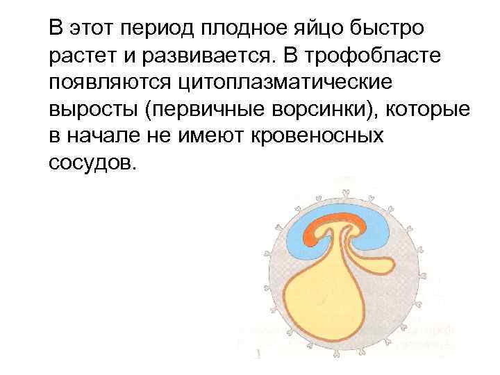 Оплодотворение и развитие плодного яйца