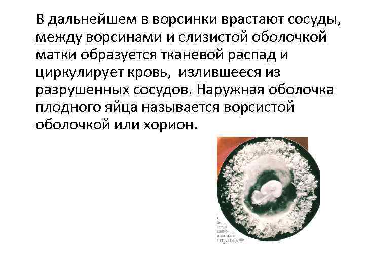 В дальнейшем в ворсинки врастают сосуды, между ворсинами и слизистой оболочкой матки образуется тканевой