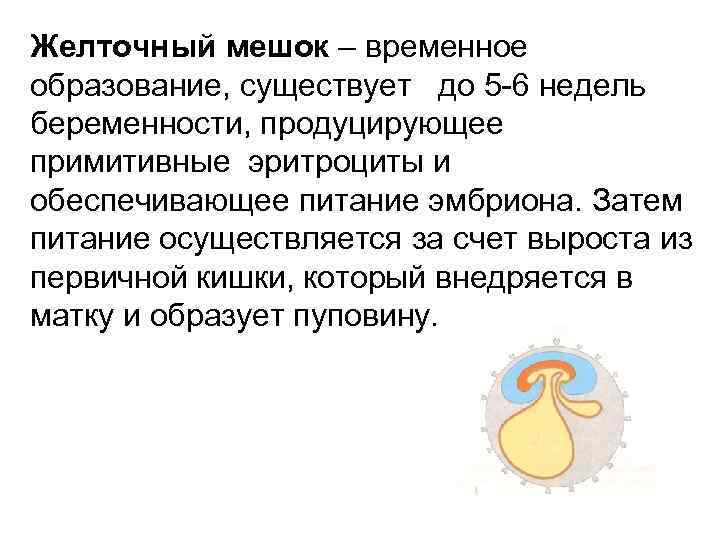 Желточный мешок – временное образование, существует до 5 -6 недель беременности, продуцирующее примитивные эритроциты