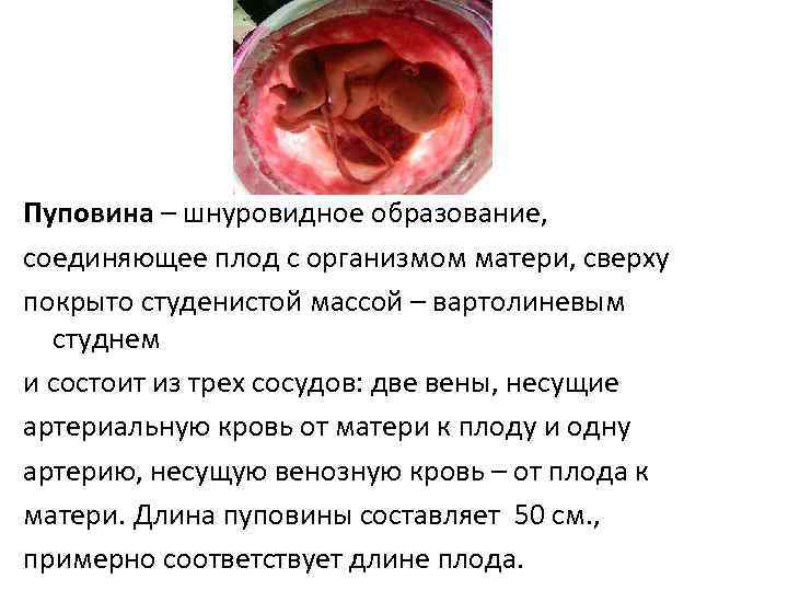 Пуповина – шнуровидное образование, соединяющее плод с организмом матери, сверху покрыто студенистой массой –