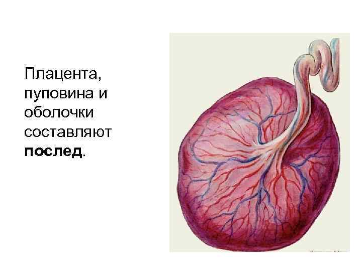 Плацента, пуповина и оболочки составляют послед. 