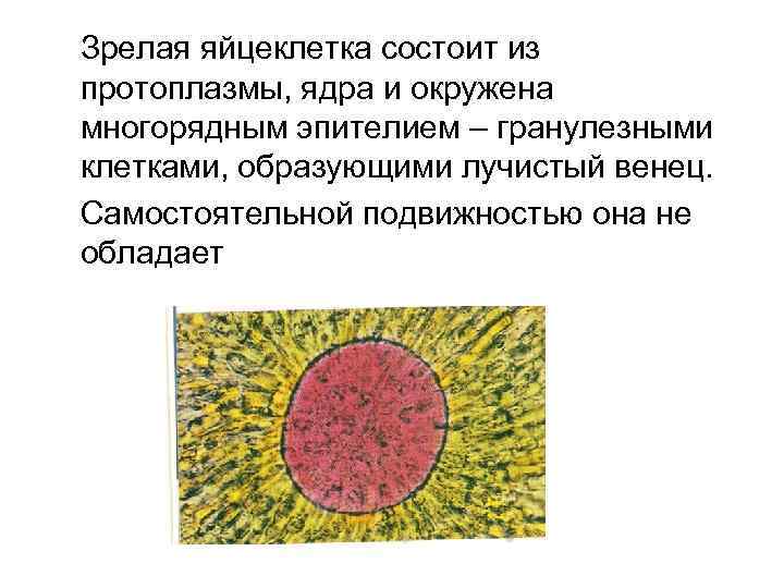 Зрелая яйцеклетка состоит из протоплазмы, ядра и окружена многорядным эпителием – гранулезными клетками, образующими
