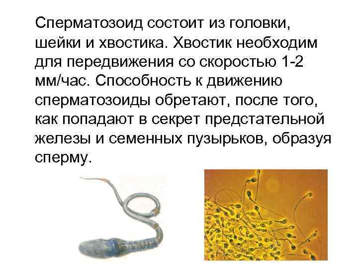Сперматозоид состоит из головки, шейки и хвостика. Хвостик необходим для передвижения со скоростью 1