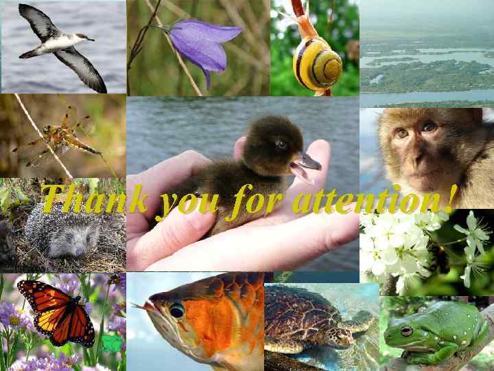 Thank you for attention! 