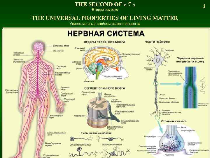 THE SECOND OF « 7 » 2 Вторая семерка THE UNIVERSAL PROPERTIES OF LIVING