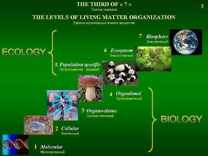 THE THIRD OF « 7 » 3 Третья семерка THE LEVELS OF LIVING MATTER