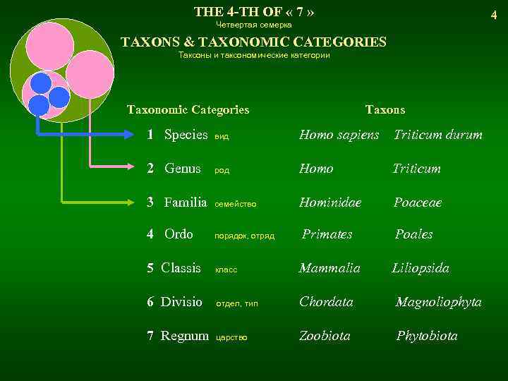 THE 4 -TH OF « 7 » 4 Четвертая семерка TAXONS & TAXONOMIC CATEGORIES