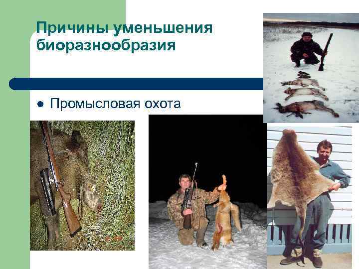 Причины уменьшения биоразнообразия l Промысловая охота 