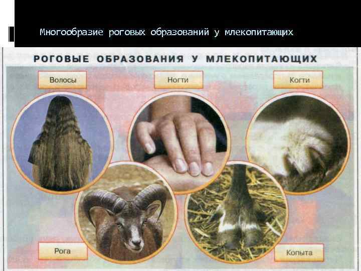 На какие две категории разделяют волосы млекопитающих
