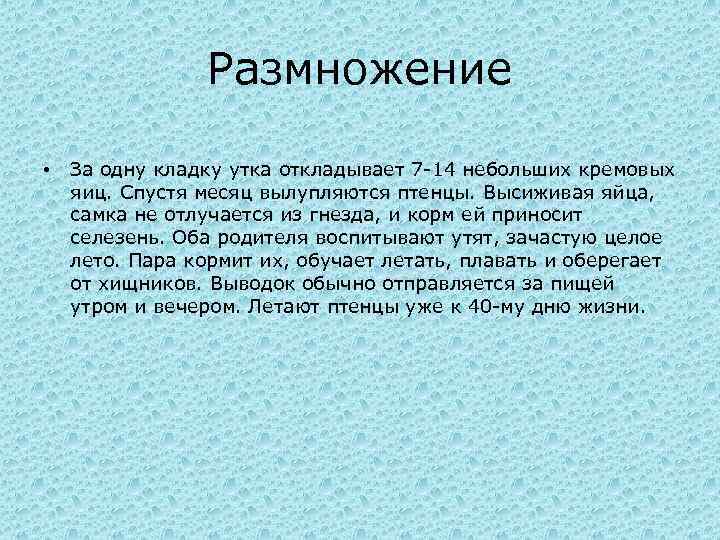 Размножение • За одну кладку утка откладывает 7 -14 небольших кремовых яиц. Спустя месяц