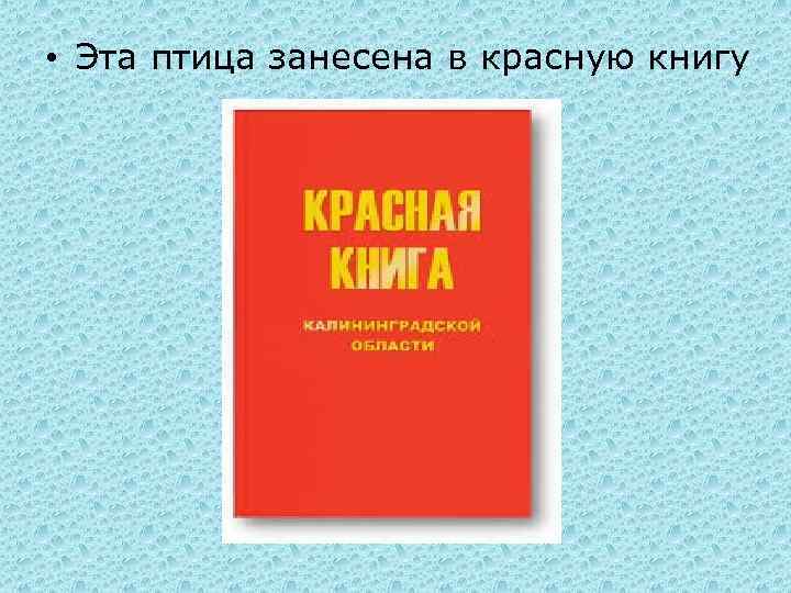  • Эта птица занесена в красную книгу 